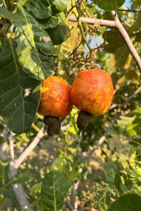 Cashew fruits (caju) on a cashew tree in Ceará, Brazil