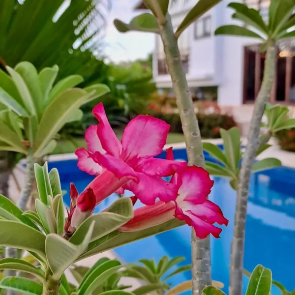 Pink bougainvillea flowers by the pool at Caju Knots